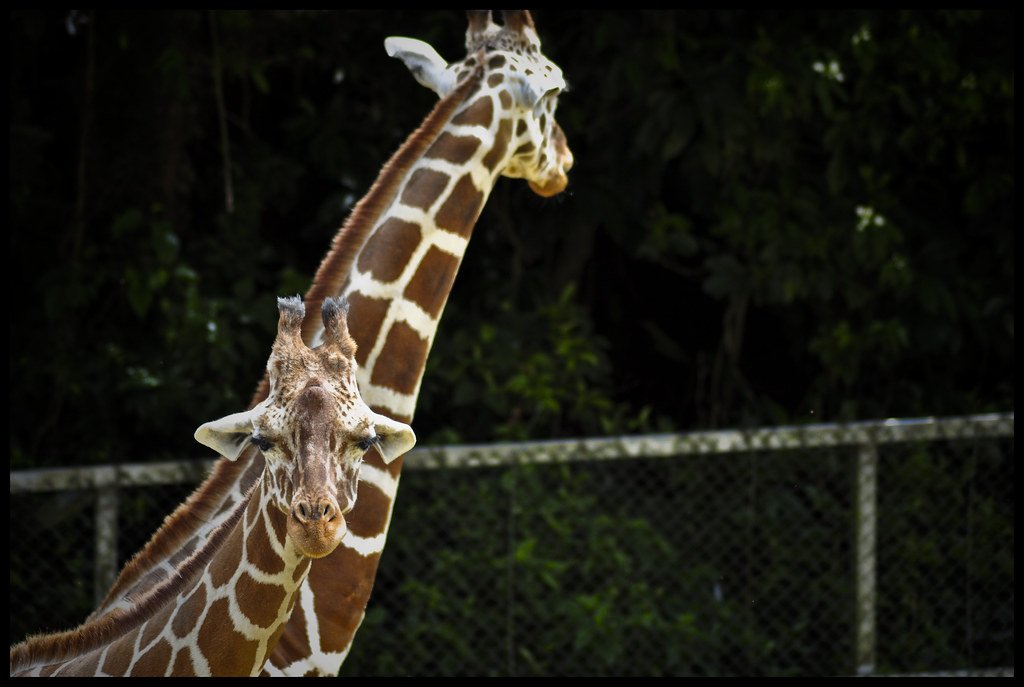 🐘 오키나와 어린이의 나라 (오키나와 코도모노쿠니) 이미지 7